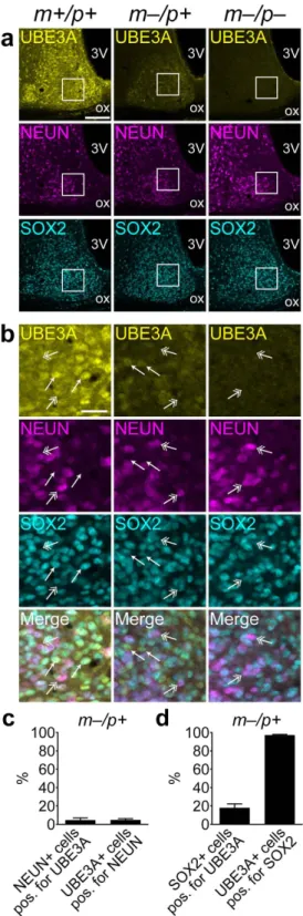 Figure 3.  Paternal UBE3A and SOX2 primarily colocalize in NEUN-negative cells in the SCN of AS  model mice