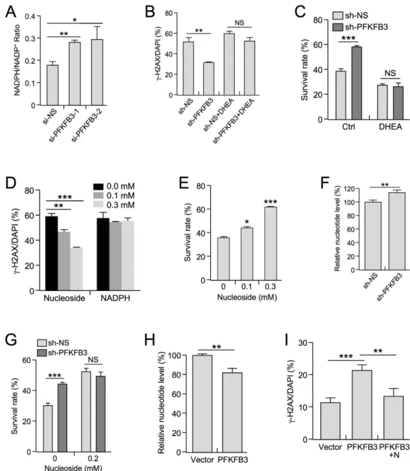 Figure 5.  Inhibition of PFKFB3 expression augments PPP-dependent nucleotide production