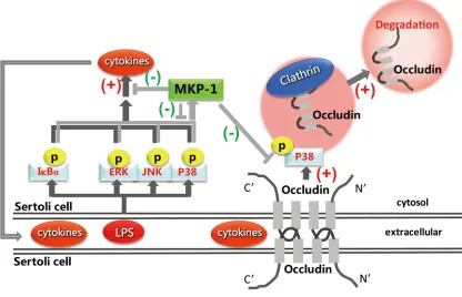 Figure 10: Proposed model illustrated that MKP-1 attenuated LPS-induced Blood-Testis Barrier dysfunction and inflammatory response through p38 and IκBα pathways.