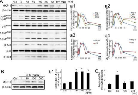 Figure 4: Expression of MKP-1 and related signaling molecules in primary Sertoli cells by LPS stimuli