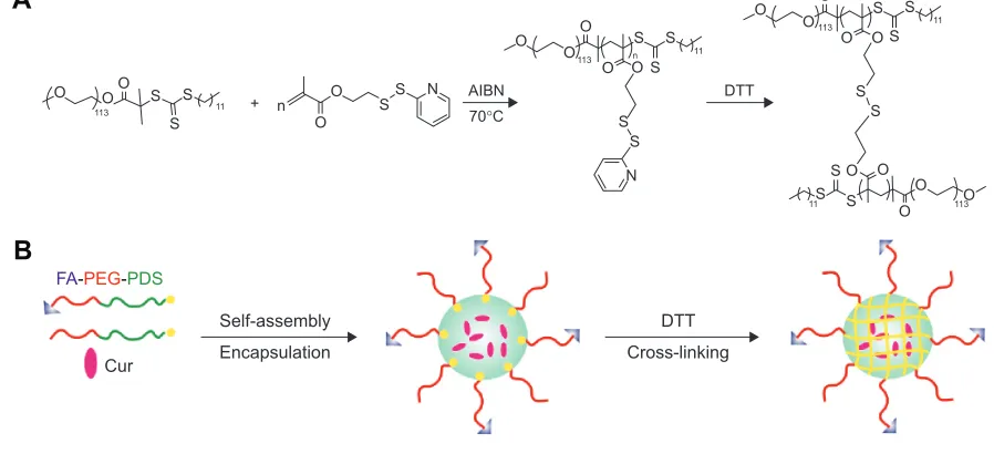 Figure 2 The synthesis route schematic representation of the CCM and FA-CCM-Cur.Notes: The synthesis route and cross-linking of CCM (A)