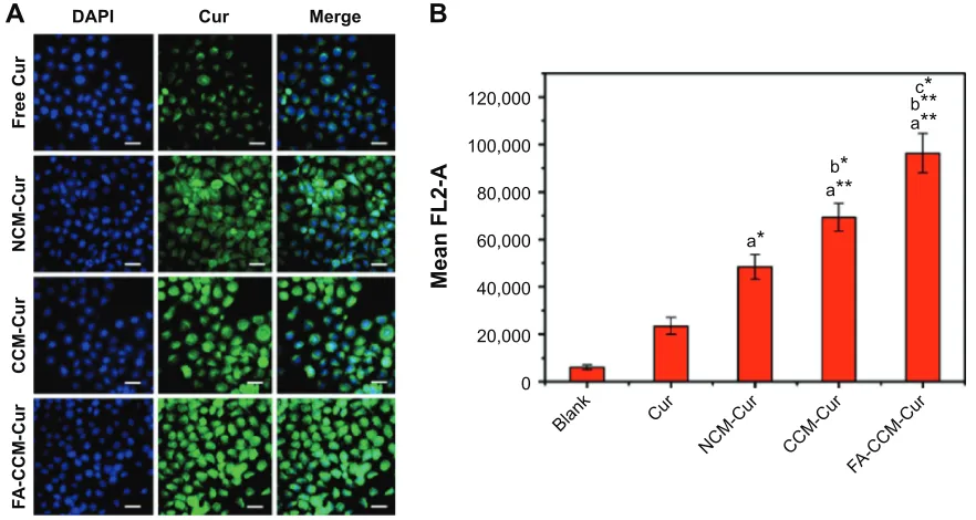 Figure 8 Cell viability of blank micelles and Cur loaded micelles.Notes: Cell viability of HeLa cells treated with different concentrations of blank micelles (A) and different concentrations of Cur-loaded micelles (B) after incubation for 24 hours by MTT a