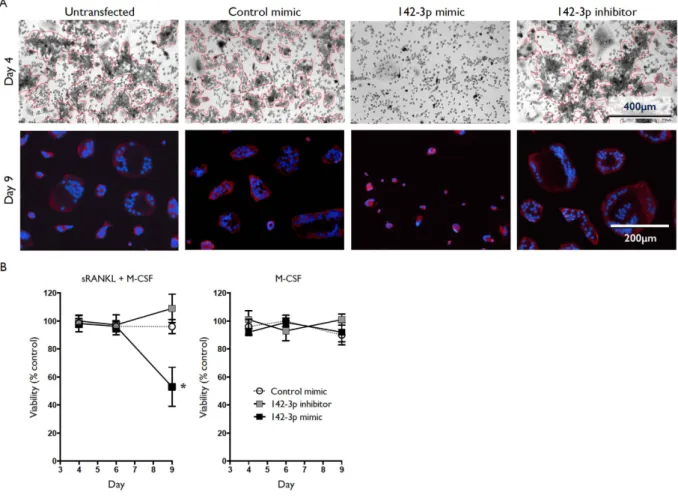 Figure 3.  Increased cell death of osteoclast precursors by overexpression of miR-142-3p