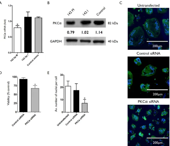 Figure 4.  Phenotype and PKCα expression in osteoclast cultures transfected with miR-142-3p mimic or  PKCα siRNA