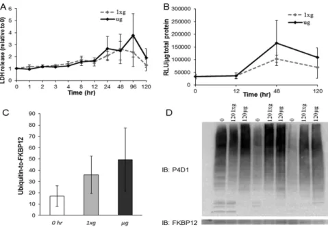 Figure 5.  Surrogates of cell damage and protein degradation. (A) LDH release was not significantly  different among groups (n =  4)
