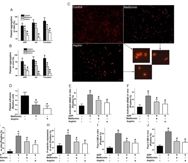 Figure 3.  Metformin inhibits platelet activation in vivo and in vitro. (A,B) Influence of metformin on  aggregation of platelets induced by ADP, AA, and thrombin in vitro (metformin: 1 mM, 6 h) and in vivo  (metformin: 400 mg/kg/d, 7 d)
