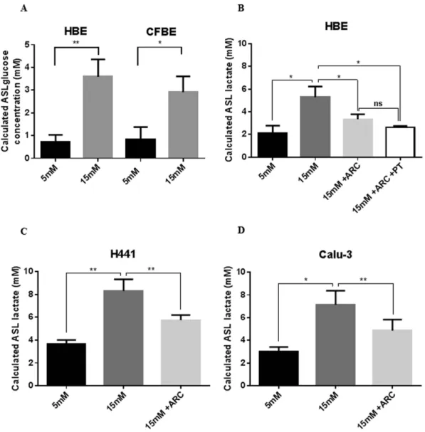 Figure 1.  Hyperglycaemia increases airway surface liquid (ASL) glucose and monocarboxylate transporter  (MCT)-dependent concentrations in primary airway epithelial cultures