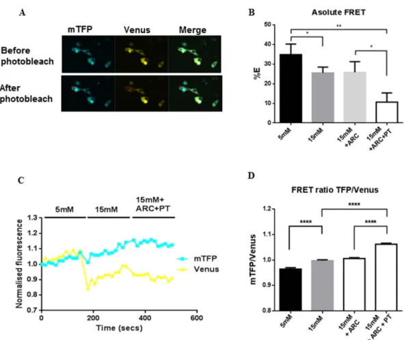 Figure 3.  Hyperglycaemia induces an increase in intracellular lactate concentration. Changes in  intracellular lactate concentrations induced by increasing extracellular D-glucose from 5 to 15 mM with and  without 100 nM AR-C155858 (ARC) or 50 μ M phloret