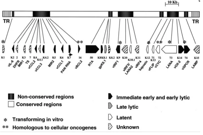 FIGURE 1.3: KSHV Genome 