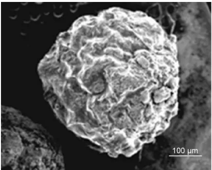 Figure 4 Dissolution profile of 5-FU granules in buffer, fecal, rat cecal, and probiotic media.Note: Values represents mean of three determinations and bars represent ± seM.Abbreviations: SEM, standard error of the mean; 5-FU, 5-fluorouracil.