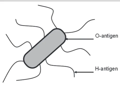 Fig. 2. Schematic diagram of an E. coli cell showing the location of the somatic, lipopolysaccharide (O) antigen, and the flagellar, protein (H) antigen