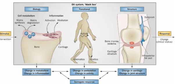 Figure 11: Utilizing a system-based stimulus-response model to determine the interaction  of components of cartilage health.