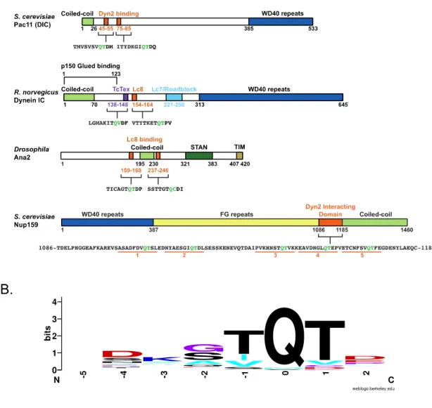 Figure 1-1.     Dyn2/Lc8 binds to proteins with coiled-coil domains and a QT motif. 