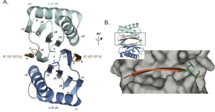 Figure 1-2.     Structure of the Drosophila Lc8 in complex with the rat dynein IC shows  an Lc8 dimer bound to two IC β βββ-strands by two parallel ββββ-sheets