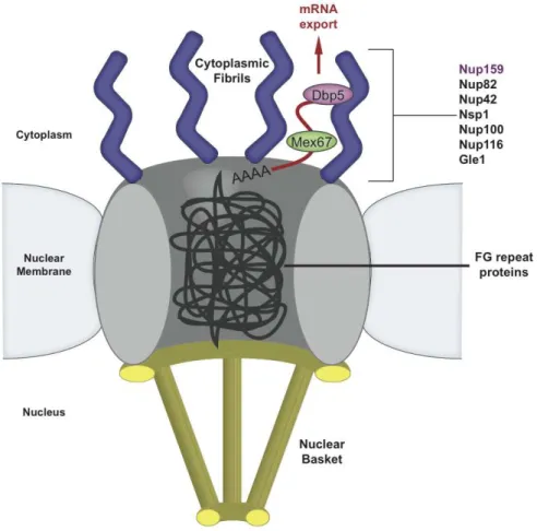 Figure 1-5.     A cartoon diagram of the Nuclear Pore Complex illustrates how exported  mRNA interacts with the cytoplasmic fibrils