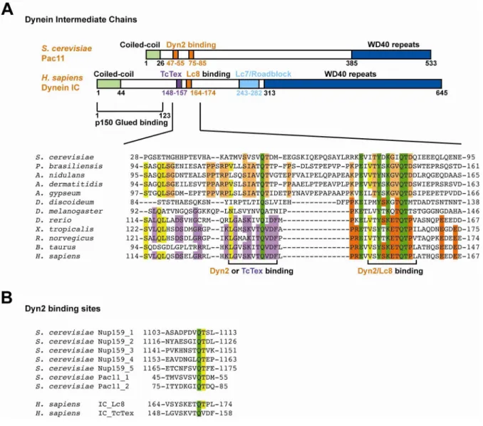 Figure 2-1.     Dynein intermediate chains contain conserved dynein light chain binding  motifs near the amino terminal coiled-coil domain