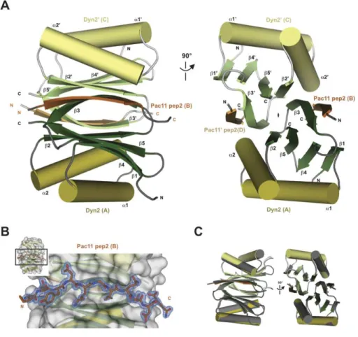Figure 2-2.     The structure of Dyn2 in complex with Pac11 pep2 shows a Dyn2 dimer  bound to two Pac11 pep2s that form the end β βββ-strands on two antiparallel ββββ-sheets  formed within the core of the Dyn2 dimer