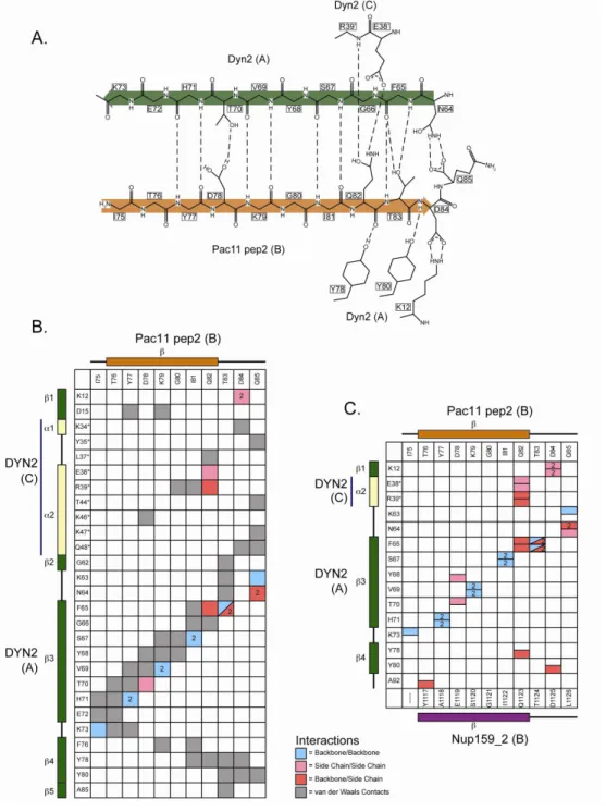 Figure 2-3.     The crystal structure of Dyn2 in complex with Pac11 pep2 shows an  extensive hydrogen bonding network that involves backbone/backbone β βββ-strand  interactions as well as involvement by the residue side chains