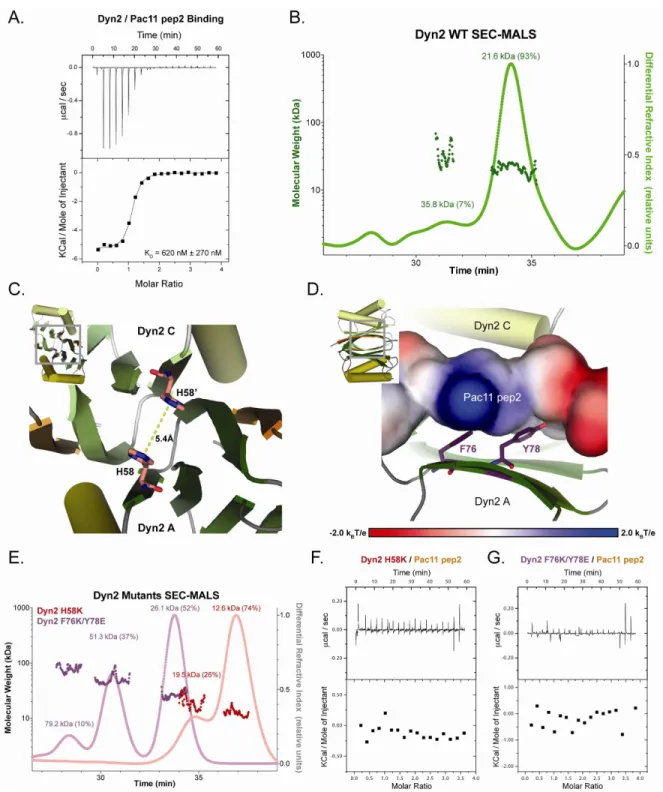 Figure 2-4.     Dyn2’s ability to dimerize and bind Pac11 pep2 is abrogated through key  mutations