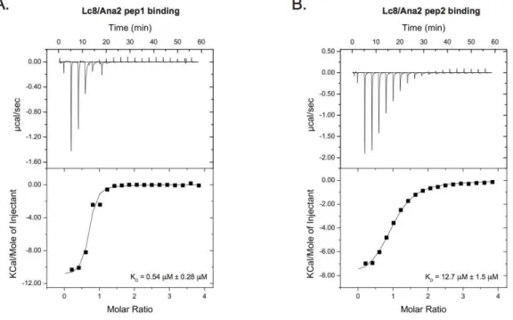 Figure 3-1.     Lc8  interacts  with  two  Ana2  peptides  with  an  exothermic  binding  mode  but exhibits different affinities
