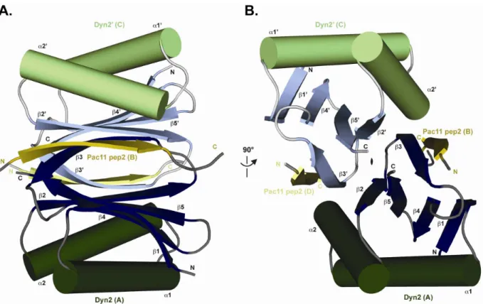 Figure 3-2.     The crystal structure of the Lc8-Ana2 pep1 is a 2:2 complex formed by an  Lc8 homodimer binding two Ana2 pep1