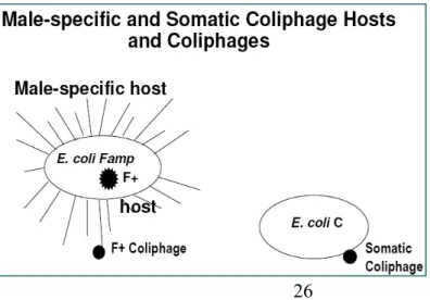 Figure 4.1 Somatic and male-specific coliphage hosts.
