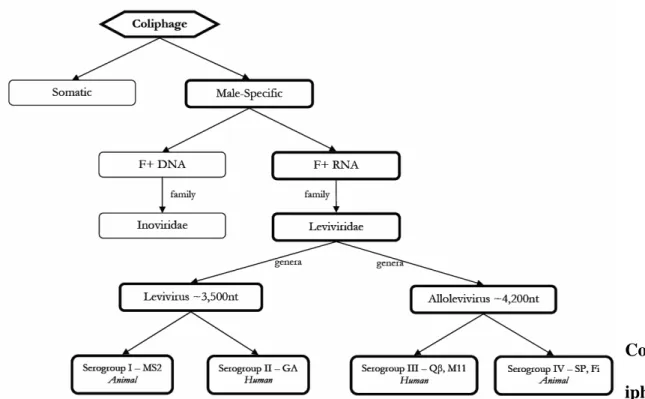 Figure 4.2. Schematic of male-specific coliphage classification.