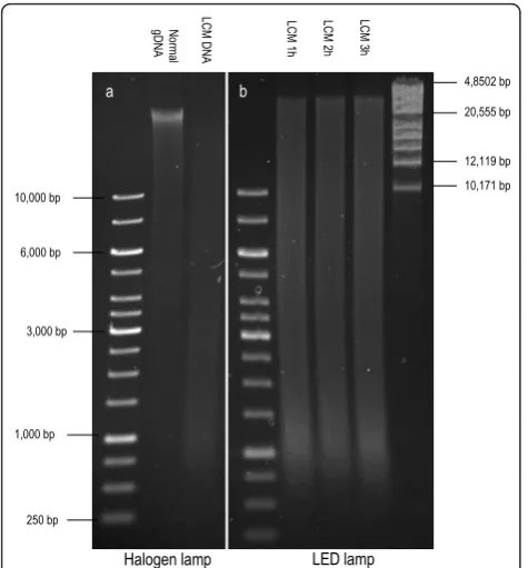 Figure 2 Visualization of DNA on 0.5% agarose gels stainedwith EtBr after a) dissection under standard halogen lamp(Lane 1 = good quality genomic DNA (gDNA) from blood, Lane2 = fragmented DNA after LCM for approximately 2 hours)and; b) after 1, 2 or 3 hours of LCM under a VIS-LED lamp.