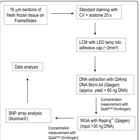 Figure 4 Flow chart describing our work flow from tissuesectioning of fresh frozen breast tissue to SNP array dataanalysis