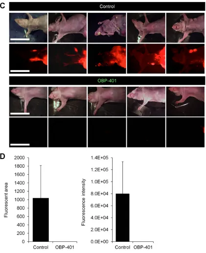 Figure 2: (Continued ) C. Representative whole-body images of mock-infected and OBP-401-treated mice 6 weeks after tumor implantation