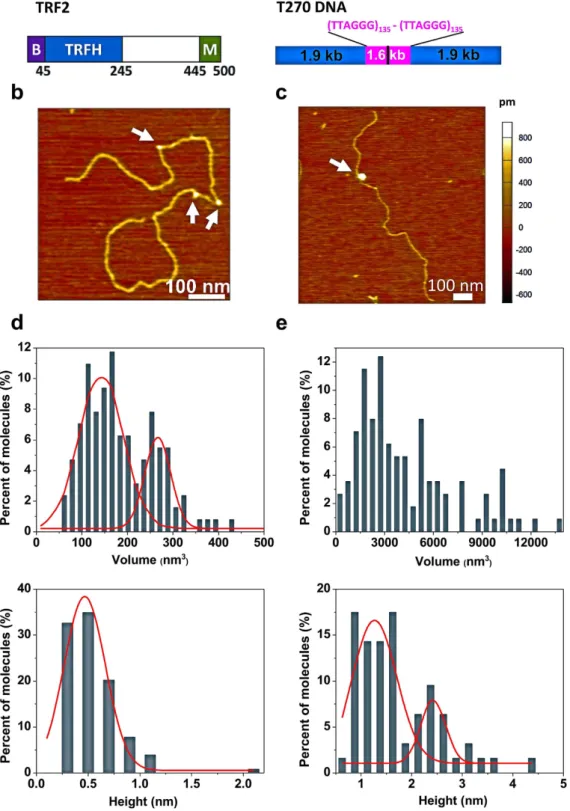 Figure 1.  Large TRF2 complex formation on DNA involves protein stacking leading to greater complex  heights