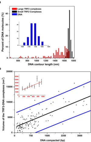 Figure 2.  The extent of DNA compaction by large TRF2 complexes correlates with the volume of the  complexes
