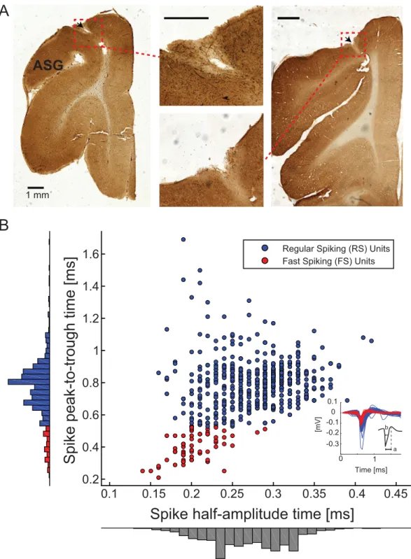 Figure 2.  Classification of single unit cell types. (A) Coronal sections of FC stained for cytochrome c oxidase  for histological verification of recording sites