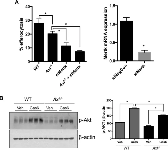 Figure 3.  Axl deficiency is not compensated functionally by Mertk expression. (A) WT and Axl −/−  BMDMs  were transfected with either negative control siRNA or Mertk siRNA as indicated