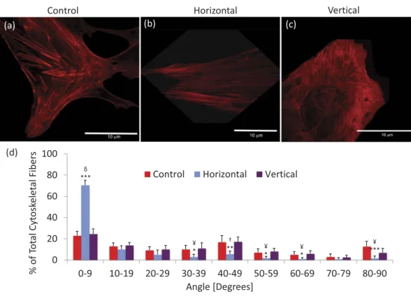 Figure 4.  Two-photon confocal microscopic fluorescent images of cytoskeletal fibers after exposure to (a) non- non-LIV, (b) horizontal LIV (100 Hz-0.15 g), or (c) vertical LIV (100 Hz-0.15 g)
