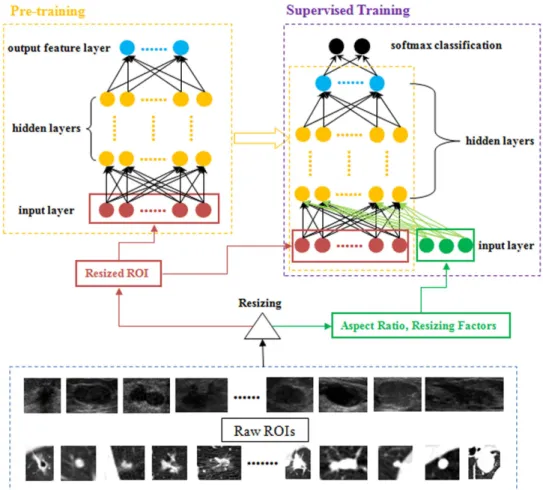 Figure 6.  Flow-chart of our deep-learning-based CADx training framework. The pixels of resized ROIs  are fed into the network architecture at the pre-training step