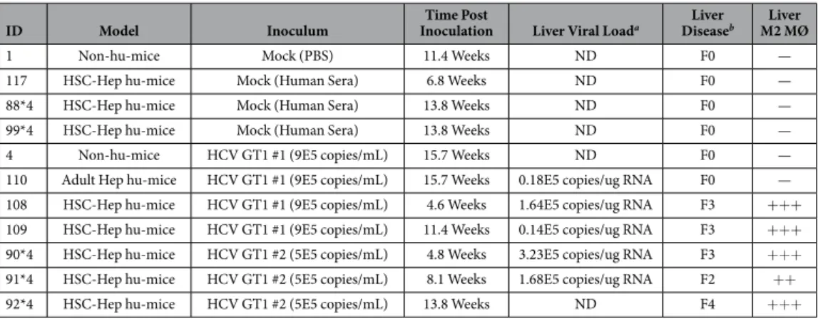 Table 1.   HCV–induced liver inflammation and fibrosis is associated with M2 macrophage activation in the  liver in the AFC8 humanized mouse model