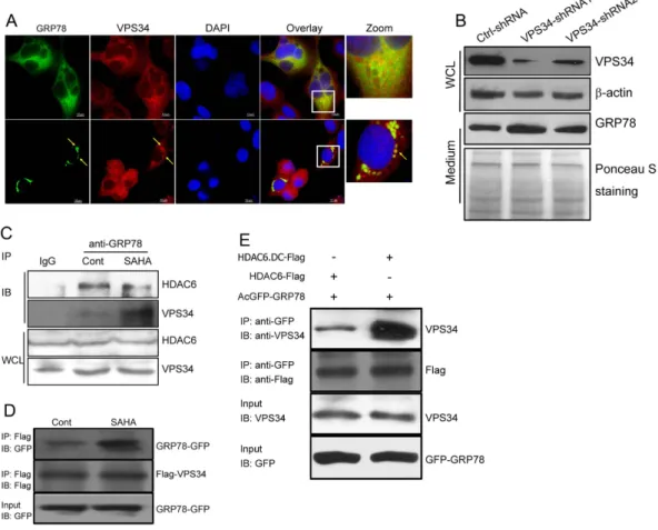 Figure 6.  The aggregation of GRP78 is associated with VPS34. (A) DLD1 cells stably expressing GRP78- GRP78-GFP were treated with or without SAHA and immunostained with an anti-VPS34 antibody