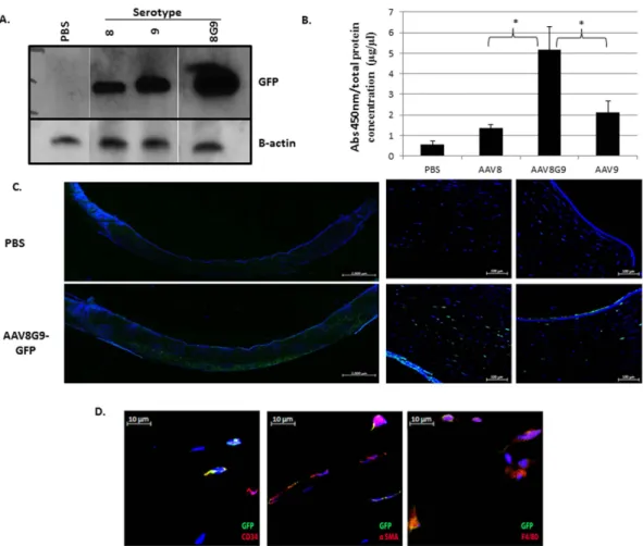 Figure 2.  AAV capsid serotype evaluation in human cornea. (A) Human corneas were injected with a  self-complementary CMV-GFP cassette encapsidated in AAV serotypes 8, 9, or the 8/9 chimeric 8G9