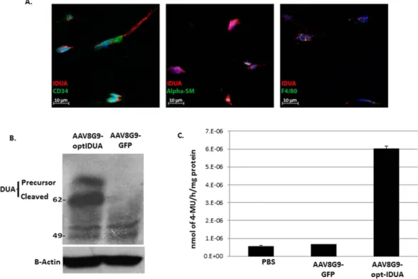 Figure 3.  Restoration of IDUA activity in human corneas by AAV8G9-opt-IDUA. (A) A representative  section of a normal non-injected cornea stained with IDUA antibody (red) and a cell marker (green)