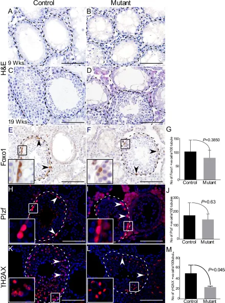 Figure 8: Active Wnt signalling does not affect regenerative potential of spermatgonial cells