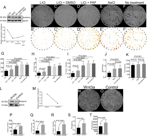 Figure 9: Pharmacological activation of Wnt signalling reduces colony formation, cell viability, and cell proliferation of spermatogonial cells