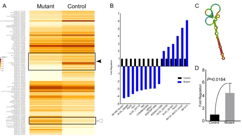 Figure 10: Altered expression of non-coding RNAs in mutant testes. A. Heat-map from RNA sequencing of whole testes of control and mutant mice
