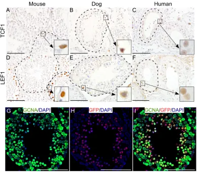 Figure 1: Wnt signalling activity in mammalian testis across the species. A.-F. TCF1 (A-C) and LEF1 (D-F) expression (downstream targets of the Wnt pathway) in the seminiferous tubules of mouse, dog and human testis (N=5/each)