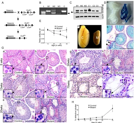 Figure 2: Overactivation of Wnt signalling in germ cells results in defective spermatogenesis