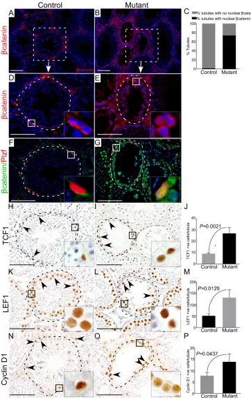 Figure 3: Altered expression of βcatenin and downstream targets of the Wnt pathway in germ cells of mutant mice
