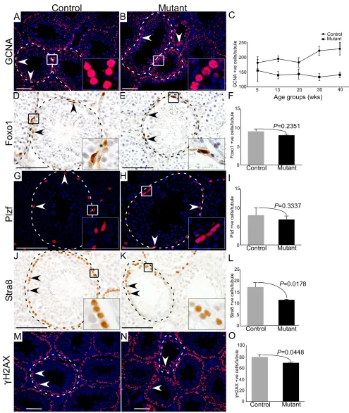 Figure 4: Hyperactive Wnt signalling results in reduced differentiation of germ cells