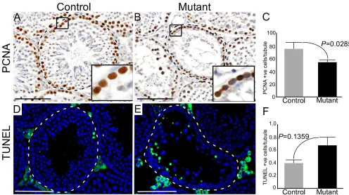 Figure 5: Sustained activation of Wnt signalling results in defective germ cell proliferation