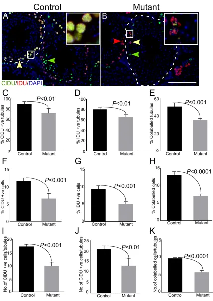 Figure 6: Thymidine analogue labelling unveils reduction in cellular turn over in mutant mice
