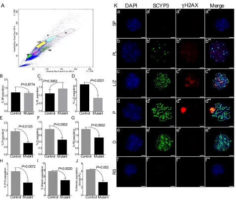 Figure 7: Flow sorting of germ cells shows reduction in meiotic germ cell population in mutant testes